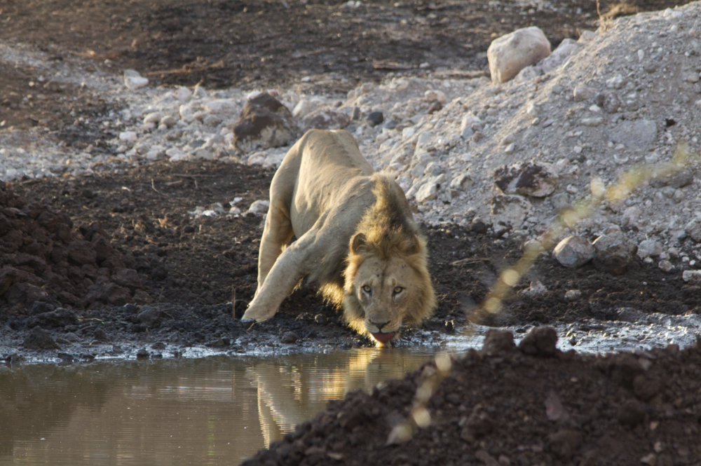 Lion 2.jpg